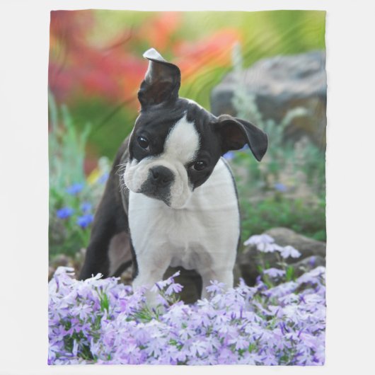 Boston Terrier Dog Cute Puppy Animal Head Foto - Fleece Deken (Voorkant)