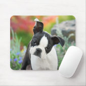 Boston Terrier Dog Cute Puppy Animal Head Foto Muismat (Met muis)