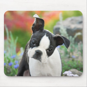 Boston Terrier Dog Cute Puppy Animal Head Foto Muismat