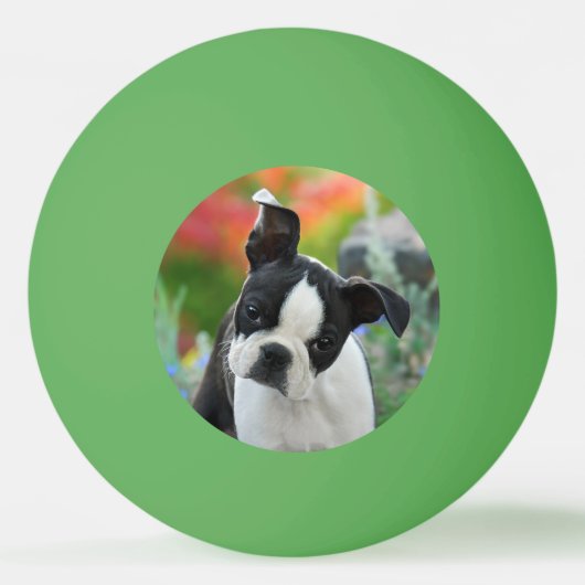Boston Terrier Dog Cute Puppy Animal Head Foto Pingpongbal (Voorkant)