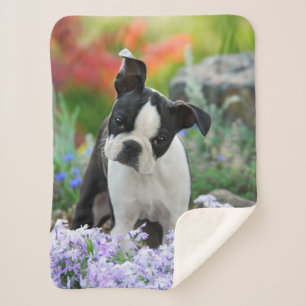 Boston Terrier Dog Cute Puppy Animal Head Foto Sherpa Deken