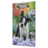 Boston Terrier Dog Cute Puppy Portrait Foto - on Klembord (Links)