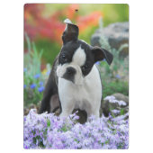 Boston Terrier Dog Cute Puppy Portrait Foto - on Klembord (Achterkant)