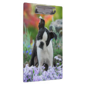 Boston Terrier Dog Cute Puppy Portrait Foto - on Klembord (Rechts)
