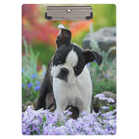 Boston Terrier Dog Cute Puppy Portrait Foto - on Klembord (Voorkant)