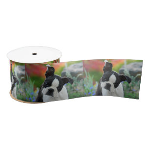 Boston Terrier Dog Cute Puppy Portrait Pet Foto - Satijnen Lint
