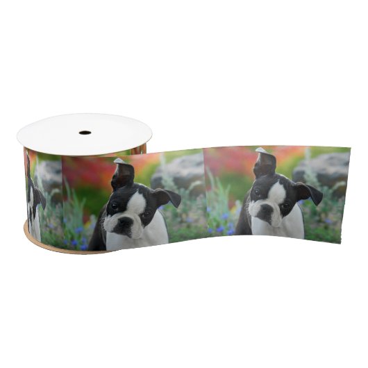 Boston Terrier Dog Cute Puppy Portrait Pet Foto - Satijnen Lint (Spoel)