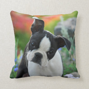 Boston Terrier Dog Cute Puppy Portrait, Square Kussen