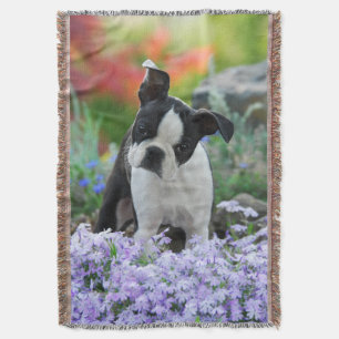 Boston Terrier Dog Cute Puppy Portret Foto Deken
