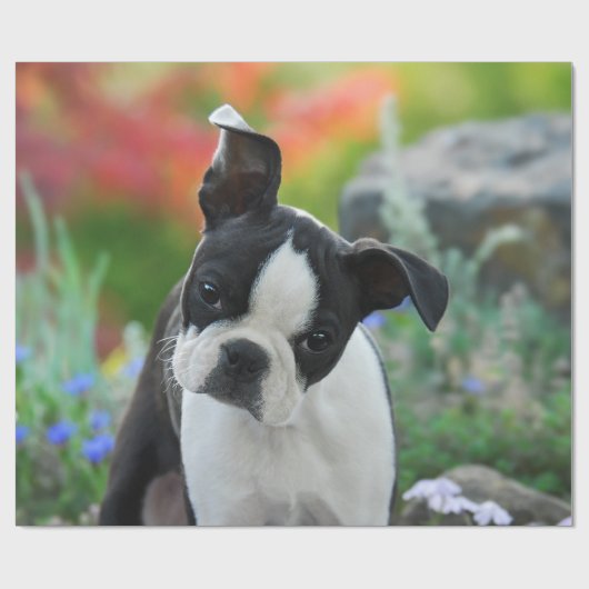 Boston Terrier Dog Cute Puppy Portret, Gift Cadeaupapier (Vlak)