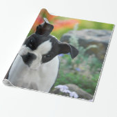 Boston Terrier Dog Cute Puppy Portret, Gift Cadeaupapier (Uitgerold)