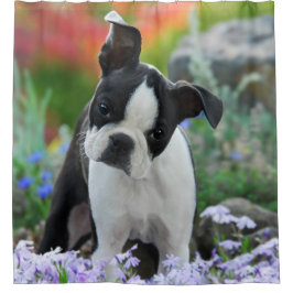 Boston Terrier Dog Cute Puppy, Tub Douchegordijn