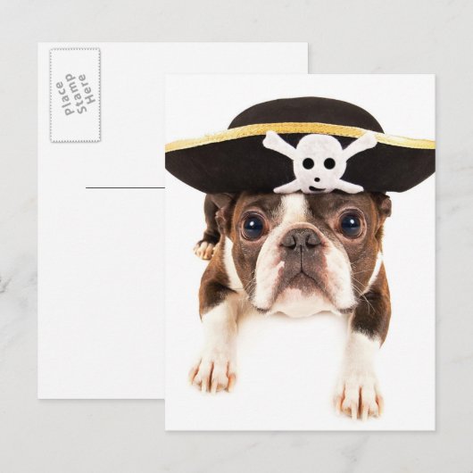 Boston Terrier Dog drukte als piraat Briefkaart (Voorkant / Achterkant)