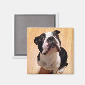 Boston Terrier Dog Magneet (Voorkant / Achterkant)