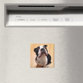 Boston Terrier Dog Magneet (Insitu (Vaatwasser))