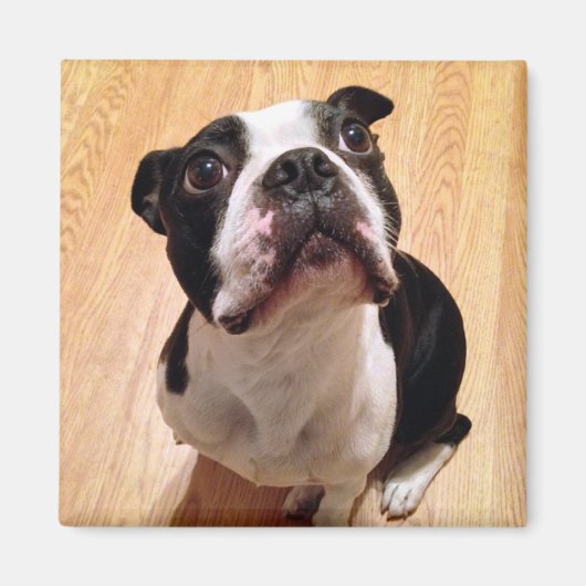 Boston Terrier Dog Magneet (Voorkant)