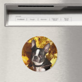 Boston Terrier Dog omringd door herfstbladeren Mag Magneet (Insitu (Vaatwasser))