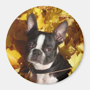 Boston Terrier Dog omringd door herfstbladeren Mag Magneet