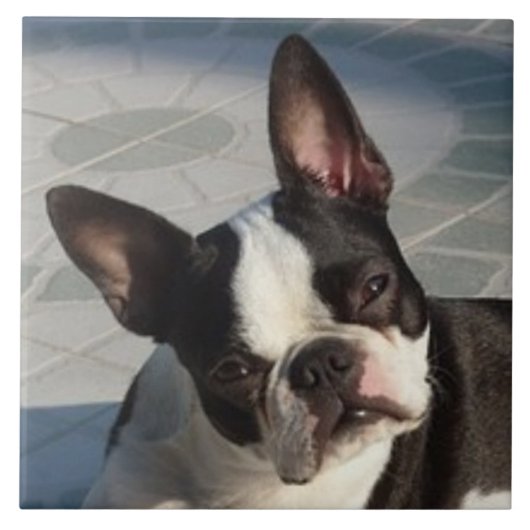 BOSTON TERRIER DOG, Pet Love, Best Friend Tegeltje (Voorkant)