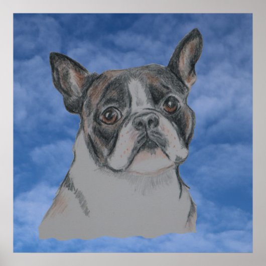 Boston Terrier Dog Poster (Voorkant)