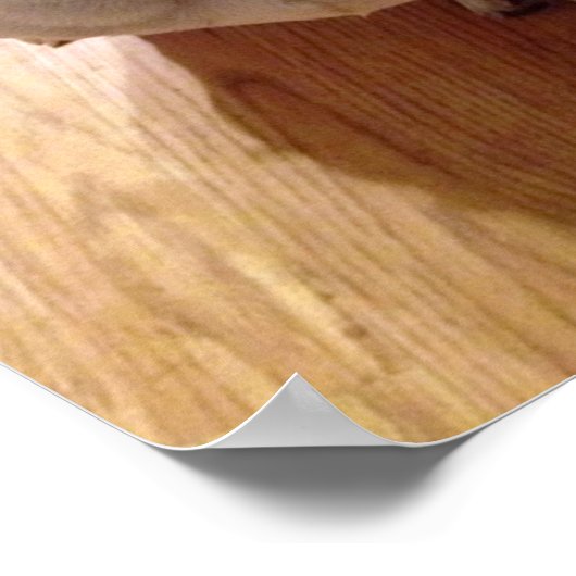 Boston Terrier Dog Poster (Hoek)