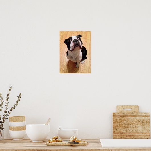 Boston Terrier Dog Poster (Keuken)