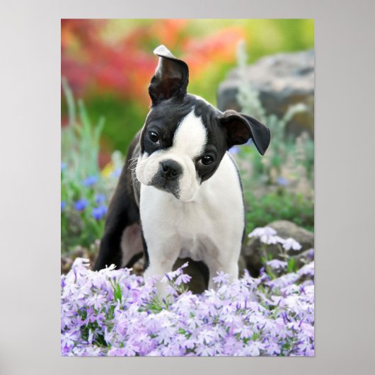 Boston Terrier Dog Puppy, een Cute Pet Foto Poster (Voorkant)