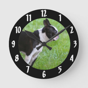 Boston Terrier dog Ronde Klok