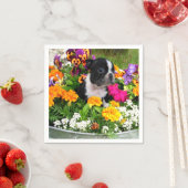 Boston Terrier dog Servet (Insitu)