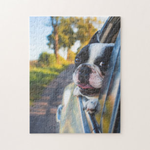 Boston Terrier Dog Sticking Head out Car Window Legpuzzel