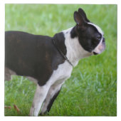 Boston Terrier dog Tegeltje (Voorkant)