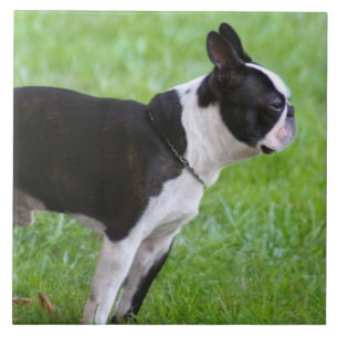Boston Terrier dog Tegeltje