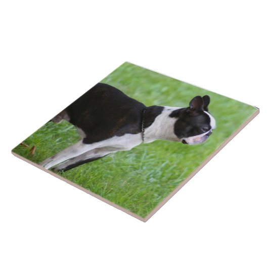 Boston Terrier dog Tegeltje (Zijkant)