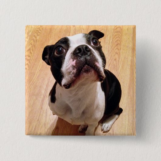 Boston Terrier Dog Vierkante Button 5,1 Cm (Voorkant)