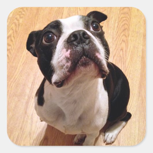 Boston Terrier Dog Vierkante Sticker (Voorkant)
