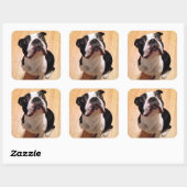 Boston Terrier Dog Vierkante Sticker (Vel)