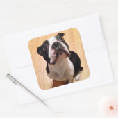 Boston Terrier Dog Vierkante Sticker (Envelop)