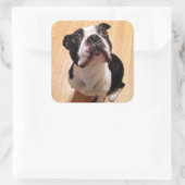 Boston Terrier Dog Vierkante Sticker (Tas)