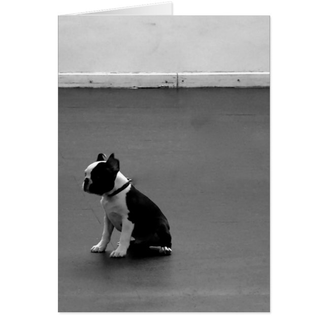 Boston Terrier DRU 2 (Voorkant)