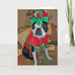 Boston Terrier Elf kerstkaart Feestdagen Kaart