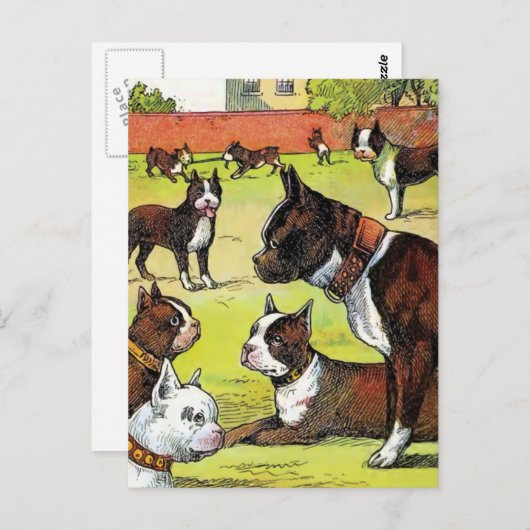Boston Terrier en Puppies  Illustratie Briefkaart (Voorkant / Achterkant)
