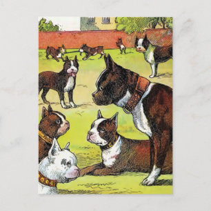 Boston Terrier en Puppies  Illustratie Briefkaart