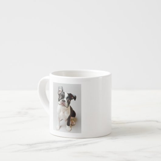 Boston Terrier Espresso Kop (Links)