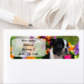 Boston Terrier Etiket (Insitu)