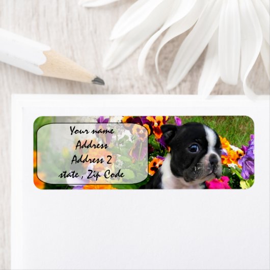 Boston Terrier Etiket (Insitu)