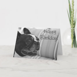 Boston Terrier foto Kaart