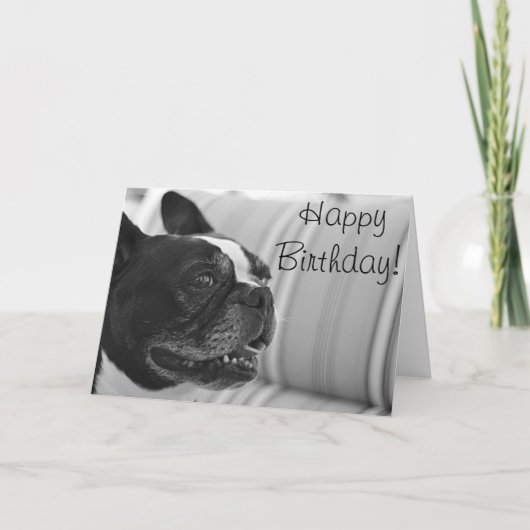 Boston Terrier foto Kaart (Voorkant)