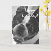 Boston Terrier foto Kaart (Gele Bloem)