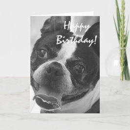Boston Terrier foto Kaart