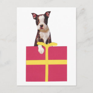 Boston Terrier Gift Box Briefkaart